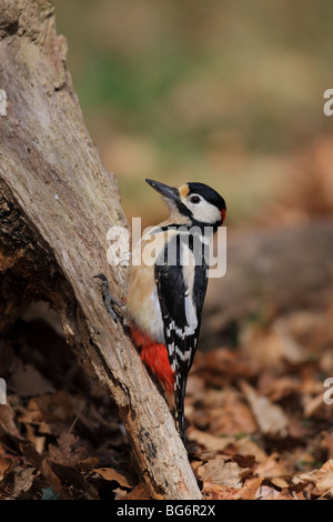 Male Great Spotted Woodpecker, Dendrocopos major, UK. Stock Photo
