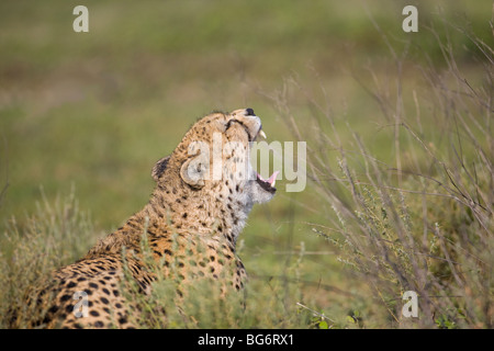 Cheetah Acinonyx  jubatus in profile yawning and showing teeth on the plains of Ndutu Tanzania, Africa Stock Photo