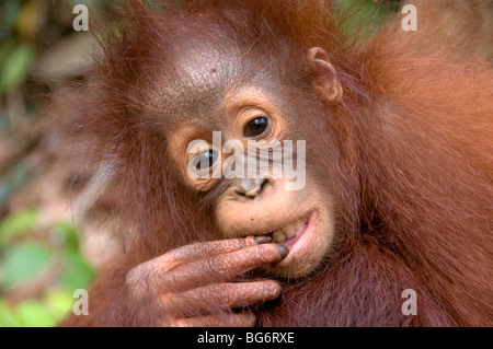 Borneo baby orangutan in Tanjung Puting national park, Indonesia Stock Photo