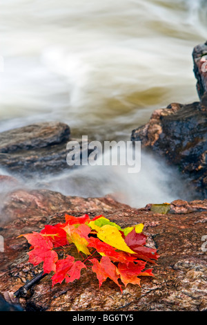 Fall leaves beside a waterfall along the Sand River, Pinguisibi Trail, in Lake Superior Provincial Park, Great Lakes, Ontario, Stock Photo