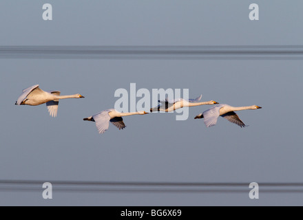 Whooper Swan Cygnus cygnus flight power cables Stock Photo