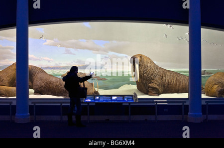 Woman taking a picture of the Walrus diorama at the American Museum of Natural History in New York Stock Photo