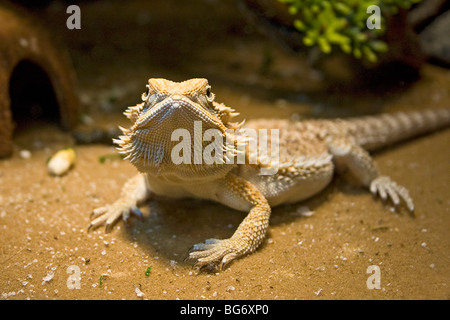 Bearded dragon lizard. Pogona vitticeps Stock Photo