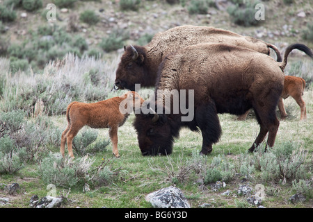 Bison and their calves graze along the banks of the Madison River in Yellowstone National Park, Wyoming, USA. Stock Photo