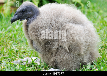 Baby California condor Stock Photo