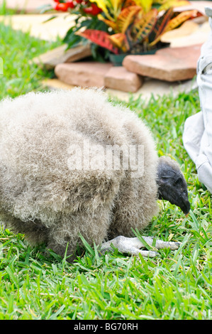 Baby California condor Stock Photo - Alamy