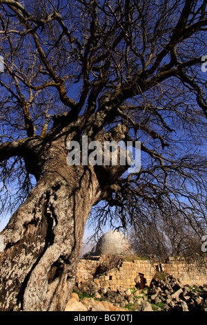 Israel, Upper Galilee, Atlantic Pistachio tree at Nabi Yusha Stock Photo