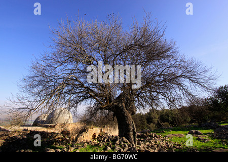 Israel, Upper Galilee, Atlantic Pistachio tree at Nabi Yusha Stock Photo