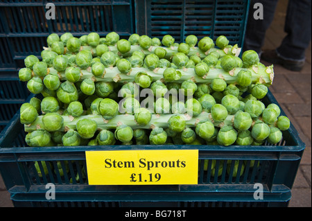 Stem sprouts for sale on market stall in UK Stock Photo