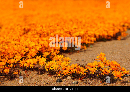 Spring flower display of Ursinia cakilefolia in Nababeep, Namaqualand, South Africa Stock Photo