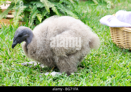 Baby California condor Stock Photo
