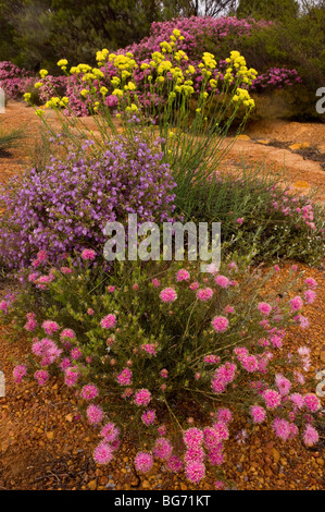 Rough Honey-myrtle (pink), Melaleuca scabra; Crinkle-leaved Firebush Keraudrenia hermannifolia (purple), at Kalbarri, Australia Stock Photo