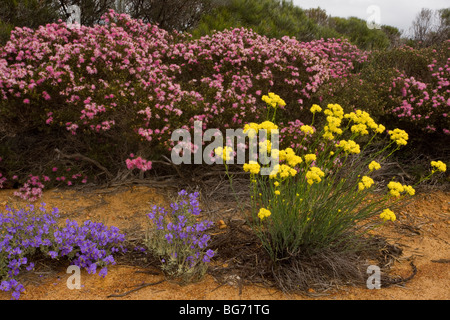 Glischrocaryon flavescens (yellow), Rough Honey-myrtle Melaleuca scabra (pink) and blue Dampiera spicigera, kalbarri park Stock Photo