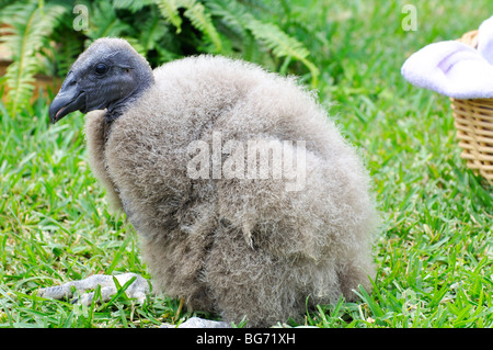 Baby California condor Stock Photo