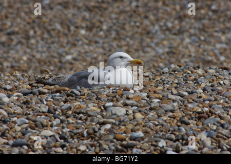 Sea gull flying against blue sky Stock Photo