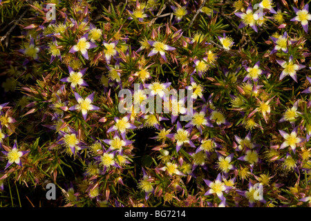 Purple Starflower Calytrix depressa in flower in spring near Geraldton, Western Australia Stock Photo