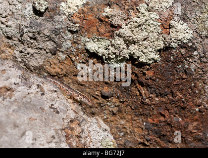 Viviparous lizard ( zootoca vivipara or Lacerta vivipara ) hiding on stone crack , Finland Stock Photo