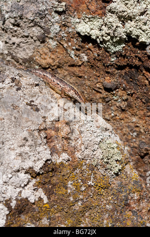 Viviparous lizard ( zootoca vivipara or Lacerta vivipara ) hiding on stone crack , Finland Stock Photo