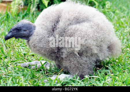 Baby California condor Stock Photo