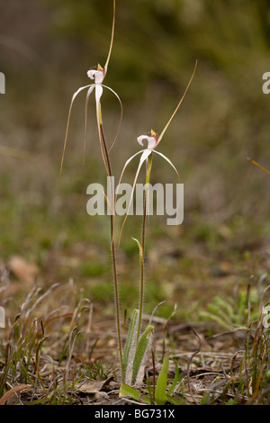 White Spider Orchid Caladenia longicauda ssp. redacta in woodland, Stirling Ranges, near Mount Barker, south-west Australia Stock Photo