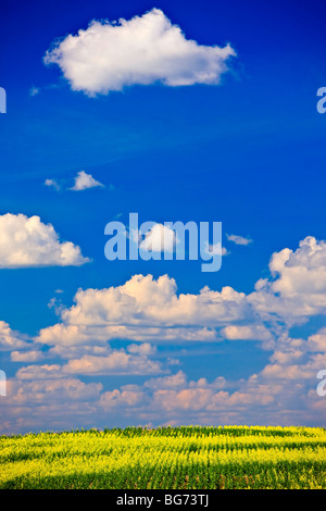 Field of Canola in the Qu'Appelle Valley, Saskatchewan, Canada. Stock Photo