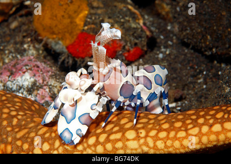 A Harlequin Shrimp, Hymenocera picta,or elegans, with its starfish food. Tulamben, Bali, Indonesia. Bali Sea, Indian Ocean Stock Photo