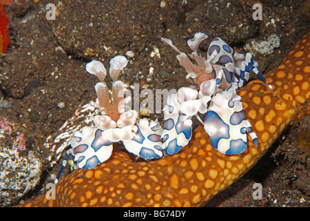 Two Harlequin Shrimps, Hymenocera picta, or elegans, with their starfish food. Tulamben, Bali, Indonesia. Bali Sea, Indian Ocean Stock Photo