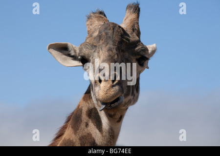 Closeup of giraffe, with its tongue sticking out, at Safari West wildlife preserve in the hills of Santa Rosa, California, USA. Stock Photo
