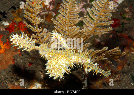 Female Ornate Ghost Pipefish, sometimes known as a Harlequin Ghost Pipefish, Solenostomus paradoxus. Tulamben, Bali, Indonesia Stock Photo