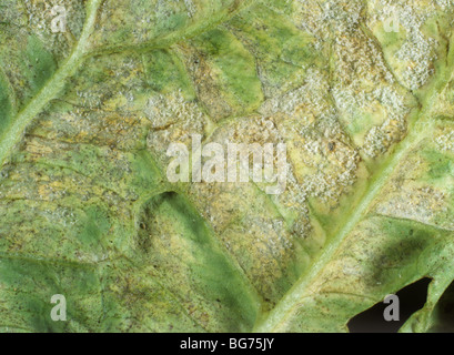 Downy mildew (Peronospora parasitica) mycelium and lesion on oilseed ...