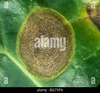 Ring spot (Mycosphaerella brassicicola) lesion & pycnidia on a cabbage leaf Stock Photo