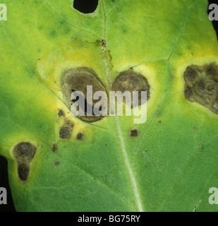 Dark leaf spot (Alternaria brassicicola) lesions on a cabbage leaf Stock Photo