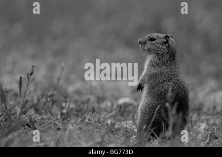 Columbian Ground Squirrel (Spermophilus columbianus) in Glacier national park Stock Photo