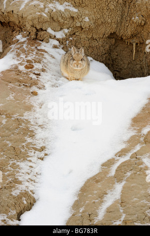 Nuttall’s Cottontail (Sylvilagus nuttallii) in winter habitat Theodore Roosevelt NP, South Unit, North Dakota, USA Stock Photo