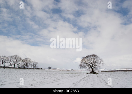 A solitary tree in a snowy Aberdeenshire Field