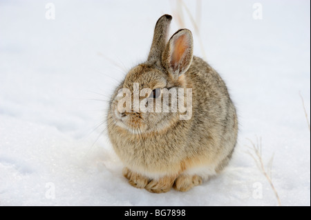 Nuttall’s Cottontail (Sylvilagus nuttallii) in winter habitat Theodore Roosevelt NP, South Unit, North Dakota, USA Stock Photo