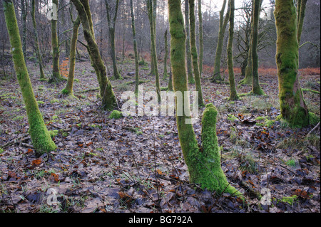 Purple and green winter hues in Kenick Wood, Laurieston Forest, Dumfries and Galloway, SW Scotland, UK Stock Photo