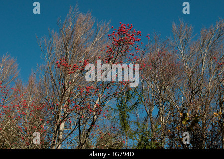 Red berries on trees, Cevennes, France Stock Photo