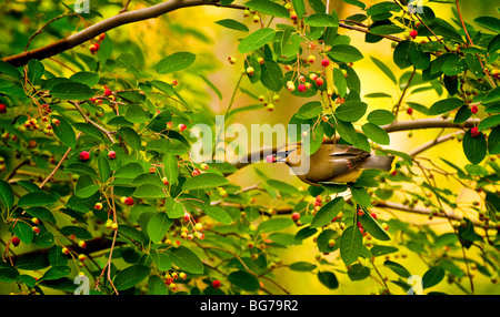 Idaho, Wildlife, Bird, Song Birds, Cedar Waxwing feeding from serviceberry tree. Stock Photo