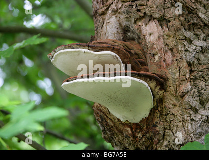 Artists Fungus, Ganoderma applanatum, Ganodermataceae. A Bracket Fungus. Stock Photo