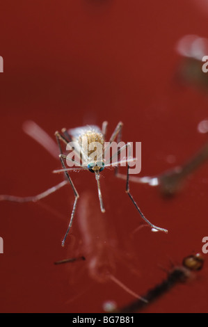 Freshly emerged from pupa newborn female Culex pipiens mosquito floating in water prior to start flying off, abundant larvae and pupae still left in water Stock Photo