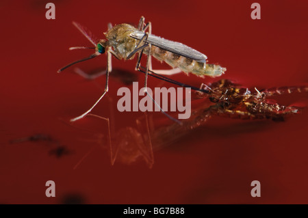 Freshly emerged from pupa newborn female Culex pipiens mosquito floating in water prior to start flying off, abundant larvae and pupae still left in water Stock Photo