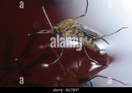 Freshly emerged from pupa newborn female Culex pipiens mosquito floating in water prior to start flying off, abundant larvae and pupae still left in water Stock Photo