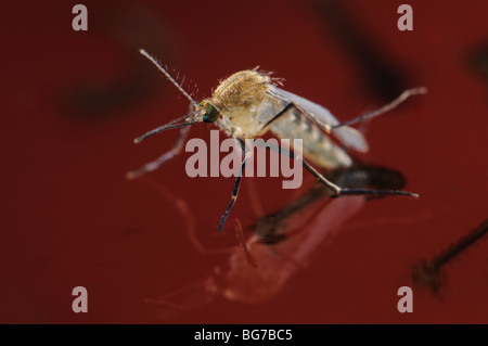 Freshly emerged from pupa newborn female Culex pipiens mosquito floating in water prior to start flying off, abundant larvae and pupae still left in water Stock Photo