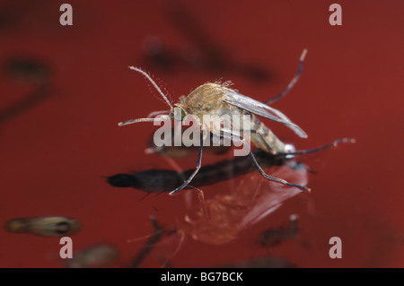 Freshly emerged from pupa newborn female Culex pipiens mosquito floating in water prior to start flying off, abundant larvae and pupae still left in water Stock Photo