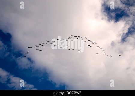 A flight or V of Canada geese fly south along the Pacific Flyway beneath a cold blue early winter sky Stock Photo