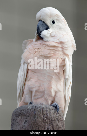 A Salmon-crested Cockatoo also known as the Moluccan Cockatoo (Cacatua moluccensis) standing on a tree stump Stock Photo