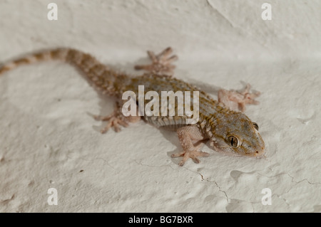 Moorish Gecko (Tarentola mauritanica) stalking insects on an outdoors wall by night, Spain Stock Photo