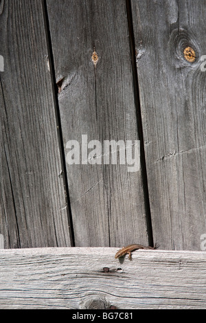 Viviparous lizard ( zootoca vivipara or Lacerta vivipara ) taking sun on plank wall , Finland Stock Photo