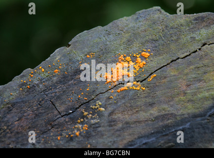 Common Jellyspot Fungus, Dacrymyces stillatus, Dacrymycetaceae. Growing on a Tree Stump. Stock Photo